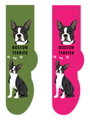 Boston Terrier