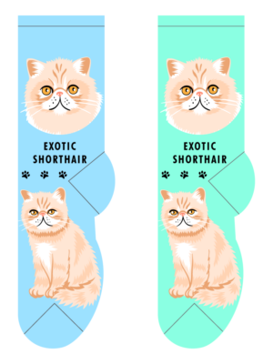 Exotic Shorthair – Small/Med Adult
