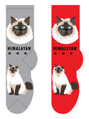 Himalayan – Small/Med Adult