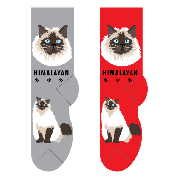 Himalayan – Small/Med Adult