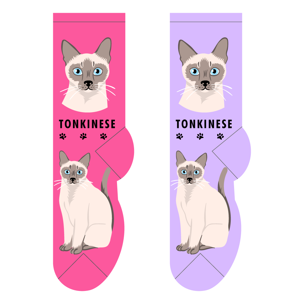 Tonkinese – Small/Med Adult